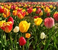 Tulip field in sunshine