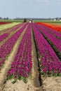 Tulip field with a tractor Royalty Free Stock Photo