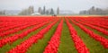 Tulip field in Washington state