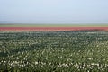 Tulip field with white tulips in front and rows of red, purple, yellow and pink tulips in background Royalty Free Stock Photo