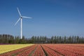 Tulip field and wind turbine