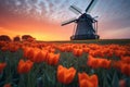 Tulip Field and Windmill at Sunset Royalty Free Stock Photo