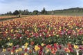 Tulip field in Woodland Washington.