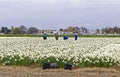 Tulip field workers Royalty Free Stock Photo