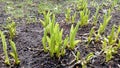 Tulip field. Young sprouting plants Royalty Free Stock Photo