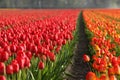 Tulip fields