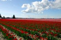 Tulip Fields #2