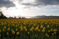 Tulip fields