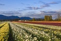 Tulip Fields in Chilliwack Royalty Free Stock Photo