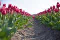 Tulip fields closeup with a path