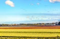 Tulip Fields Farm Lisse Holland Netherlands