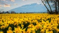 Daffodil field of flowers in full bloom Royalty Free Stock Photo
