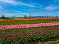 Tulip Fields of flowers in rows of bright colors Royalty Free Stock Photo