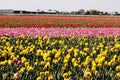 Tulip fields Royalty Free Stock Photo