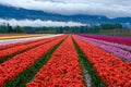 Tulip festival in Chilliwack. Tulips of the Valley. Royalty Free Stock Photo