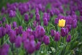 Tulip fields in Holland, Noordoostpolder