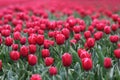 Tulip fields in Holland, Noordoostpolder