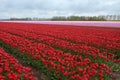 Tulip fields in Holland, Noordoostpolder