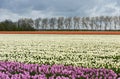 Tulip fields in Holland, Noordoostpolder