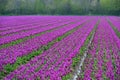 Tulip fields in Holland, Noordoostpolder