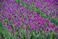 Tulip fields in Holland, Noordoostpolder