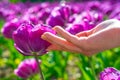 Tulip fields in Holland. Tulips field. Tulip in woman hands. Tulip flowers in spring blooming blossom scene. Royalty Free Stock Photo