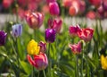 Tulip fields with many blooming flowers