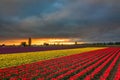 Tulip Fields, Mt. Vernon, Washington State Royalty Free Stock Photo