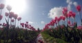 Tulip fields, mt vernon, washington Royalty Free Stock Photo