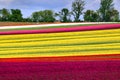 Tulip fields near Magdeburg in Saxony-Anhalt, Germany