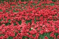 Tulip fields near Magdeburg in Saxony-Anhalt, Germany