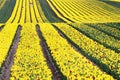 Tulip fields near Magdeburg in Saxony-Anhalt, Germany