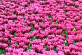 Tulip fields near Magdeburg in Saxony-Anhalt, Germany