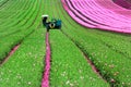 Tulip fields near Magdeburg in Saxony-Anhalt, Germany