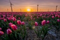 Tulip fields in the Netherlands with on the background windmill park in ocean Netherlands, colorful dutch tulips Royalty Free Stock Photo