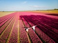 Tulip fields in the Netherlands, couple men and woman in flower field during Spring in the Nethertlands Royalty Free Stock Photo