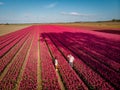 Tulip fields in the Netherlands, couple men and woman in flower field during Spring in the Nethertlands Royalty Free Stock Photo