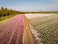 Tulip fields in the Netherlands, couple men and woman in flower field during Spring in the Nethertlands Royalty Free Stock Photo