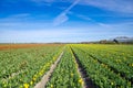 tulip fields in the netherlands Royalty Free Stock Photo