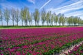 tulip fields in the netherlands Royalty Free Stock Photo