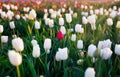 Tulip fields in the Netherlands. Tulips in bloom in springtime. Flowers as a backdrop