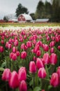 Tulip Fields in the Skagit Valley.