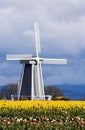 Tulip Fields and a Windmill Royalty Free Stock Photo