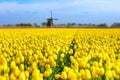 Tulip fields and windmill in Holland, Netherlands. Royalty Free Stock Photo