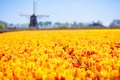 Tulip fields and windmill in Holland, Netherlands. Royalty Free Stock Photo