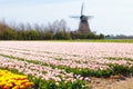 Tulip fields and windmill in Holland, Netherlands Royalty Free Stock Photo