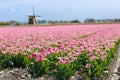 Tulip fields and windmill in Holland, Netherlands. Royalty Free Stock Photo