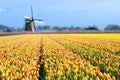 Tulip fields and windmill in Holland, Netherlands. Royalty Free Stock Photo