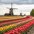 Tulip Fields and Windmills in the Netherlands Royalty Free Stock Photo