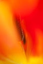 Tulip Flame Royalty Free Stock Photo